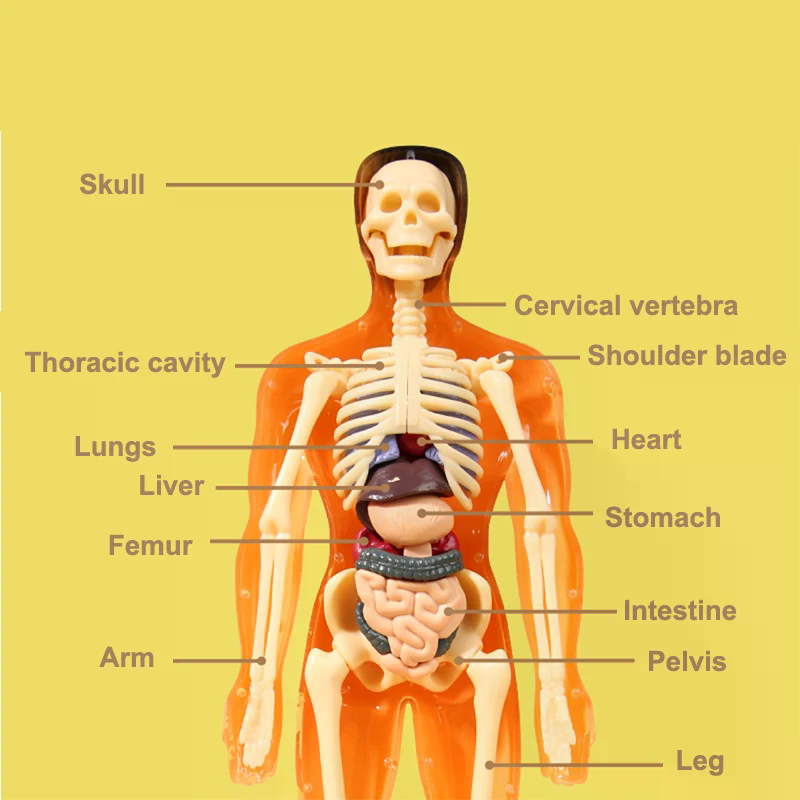 Modello Anatomico 3D del Schel - Model Kit Simulator recensione e prezzo
